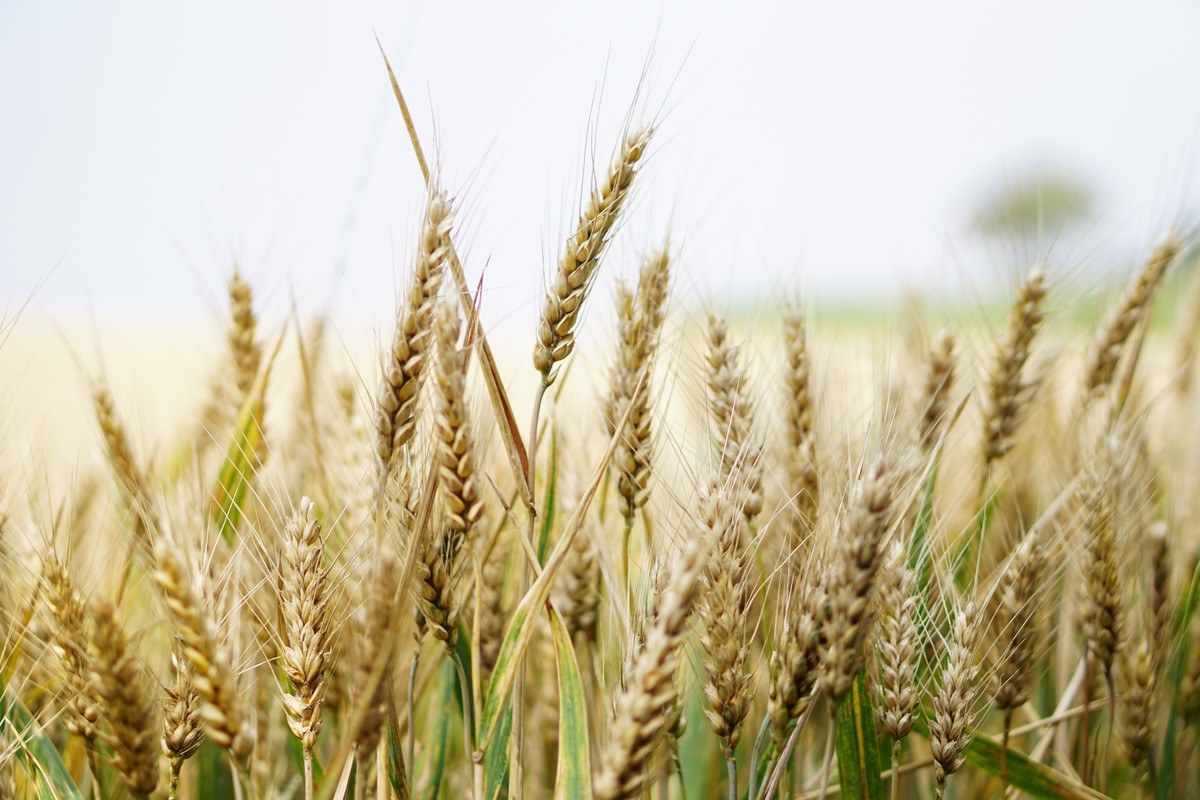 un image de blé