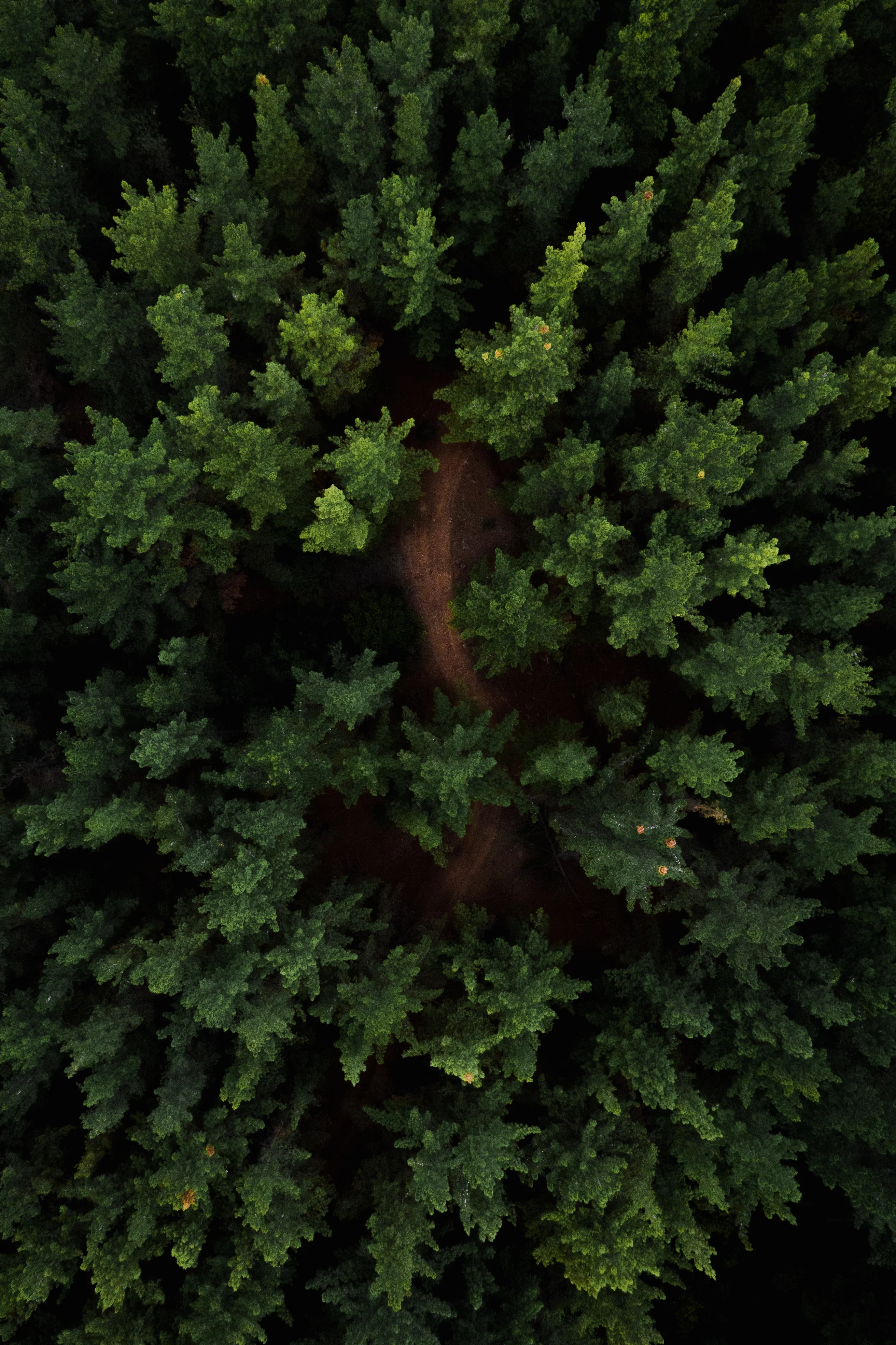 Wald von oben
