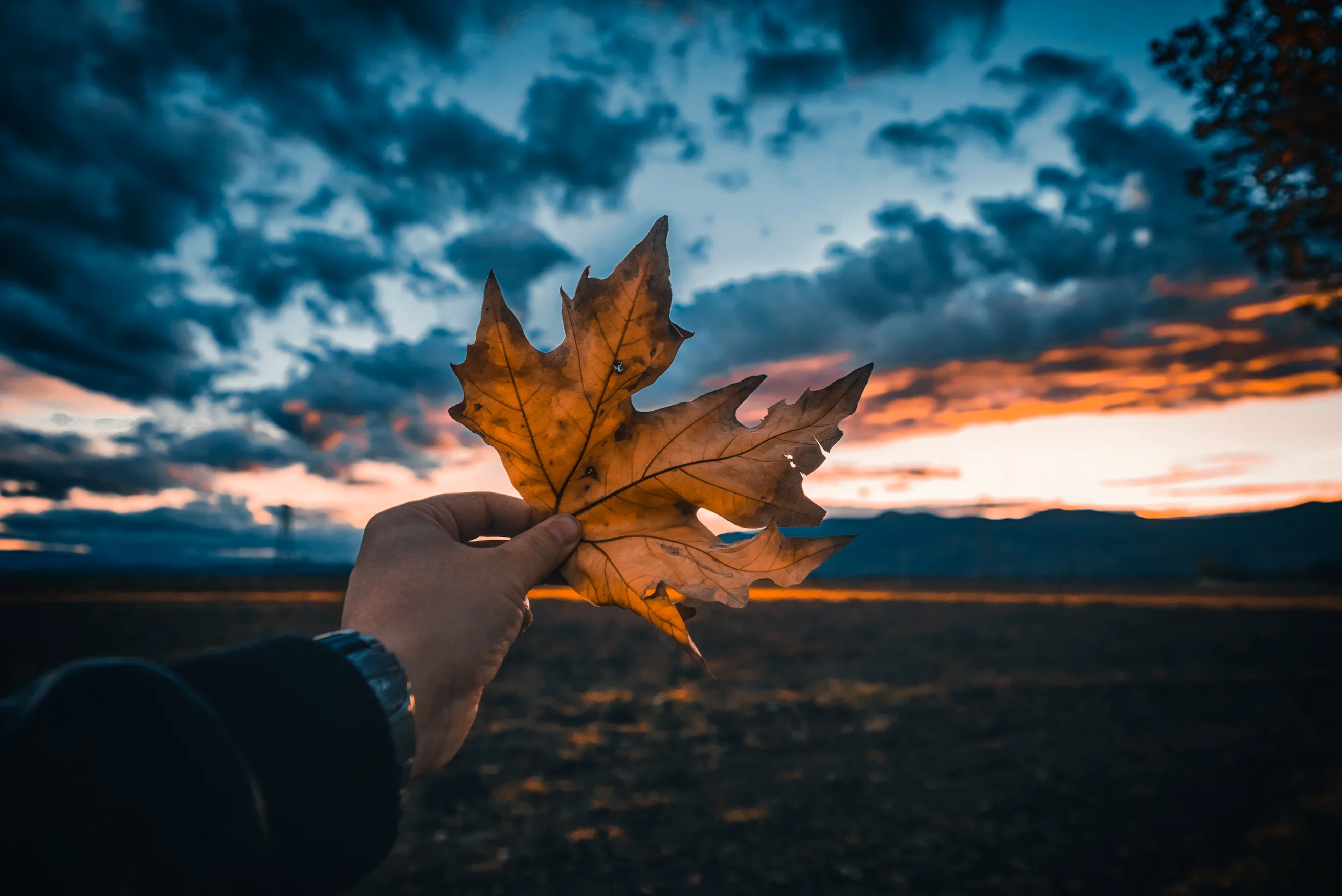 Person hält ein Herbstblatt