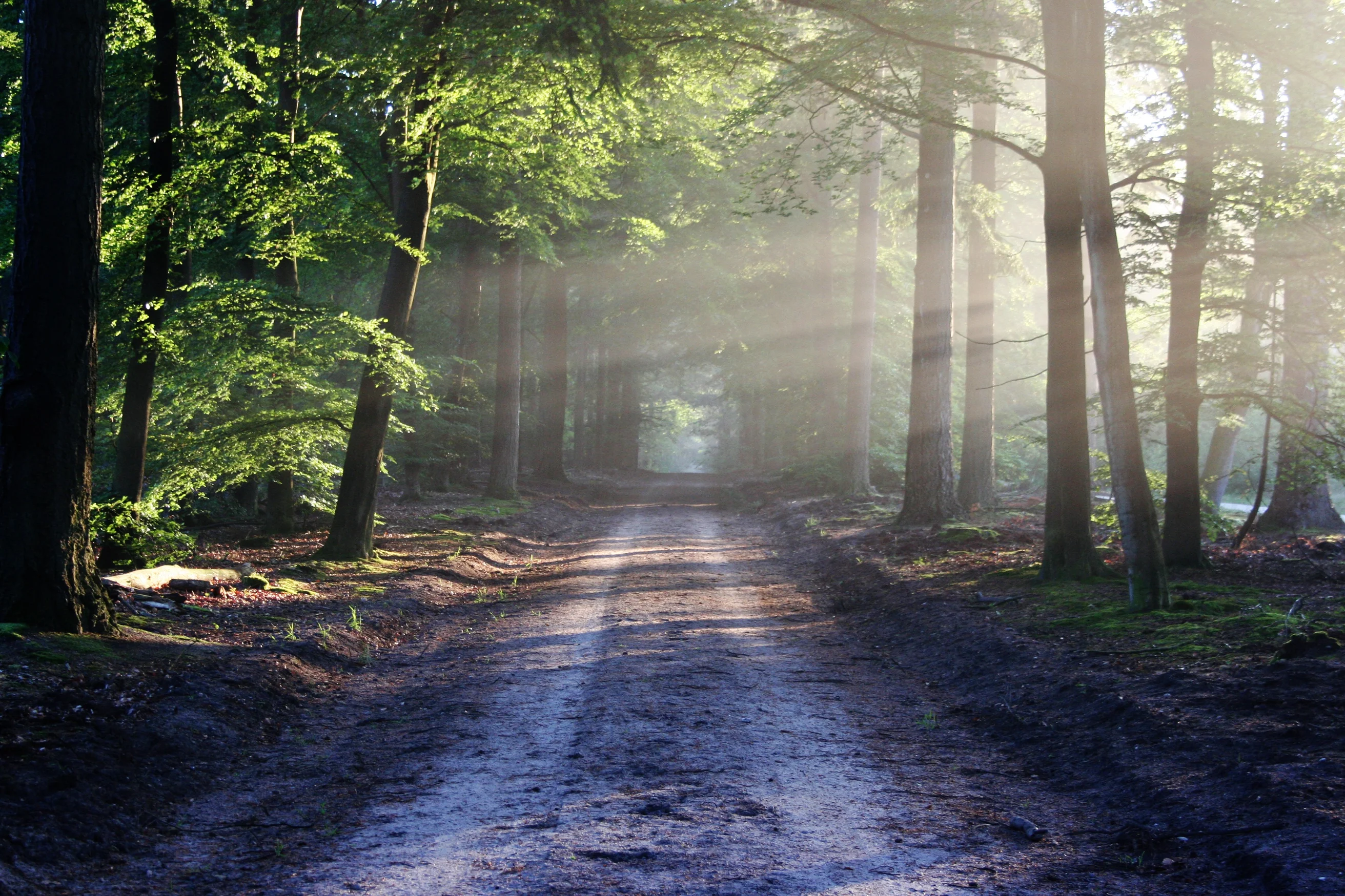 Strasse im Wald