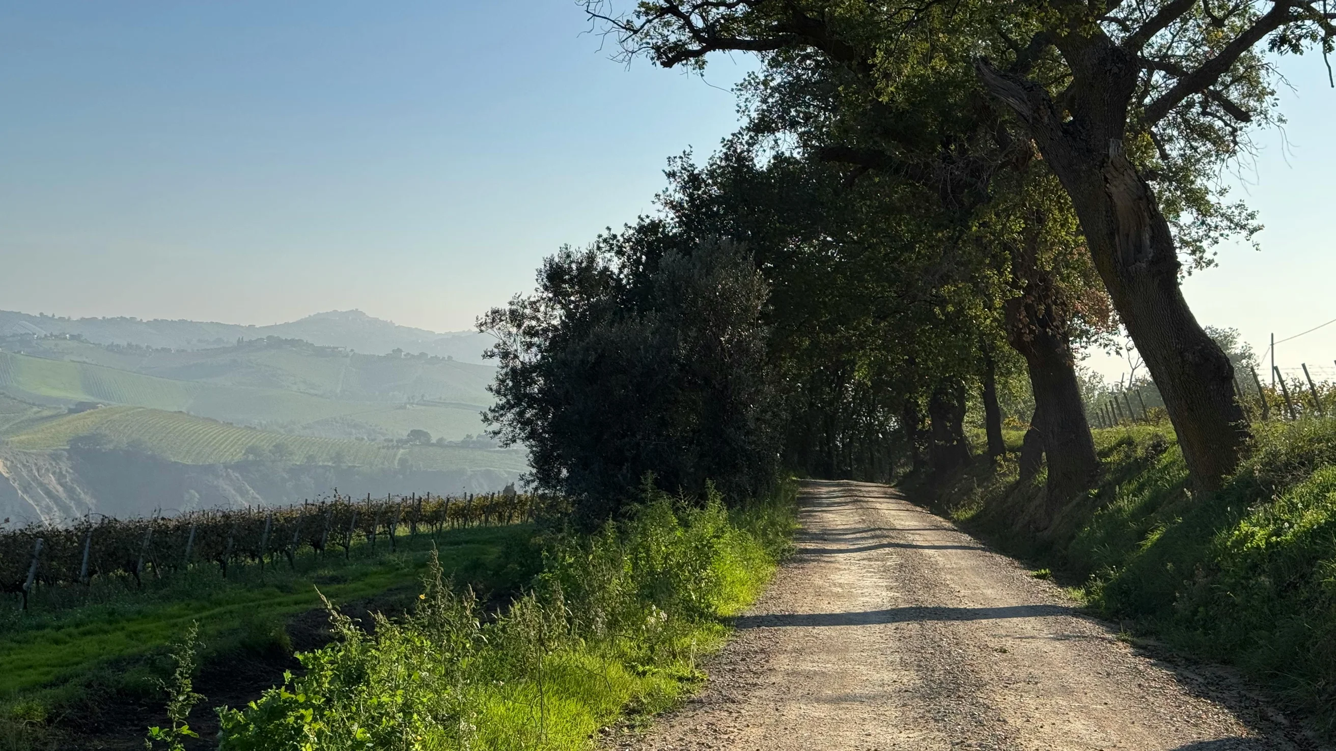 Scenic vineyard road in le marche hills